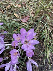 Colchicum autumnale