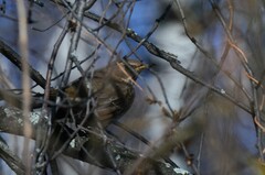 Turdus atrogularis × ruficollis