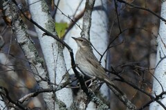 Turdus atrogularis