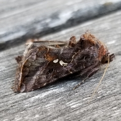 Autographa