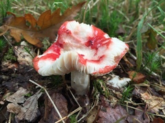 Russula sanguinea