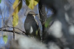 Turdus atrogularis