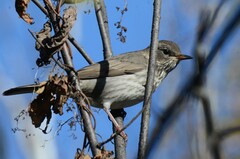 Turdus atrogularis