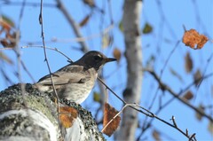 Turdus atrogularis