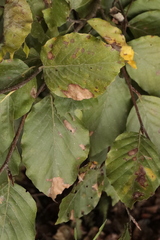 Orchestes fagi