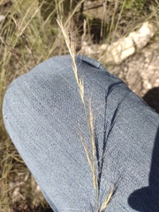 Aristida purpurea