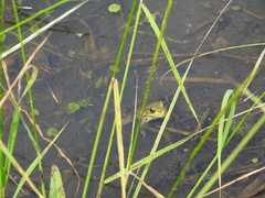 Lithobates clamitans