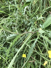 Diplotaxis tenuifolia