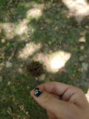 Liquidambar formosana