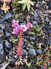 Sedum villosum