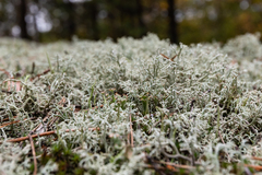 Cladonia rangiferina