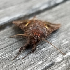 Autographa