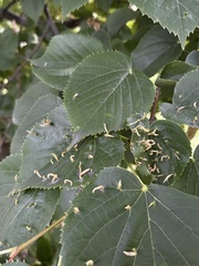 Eriophyes