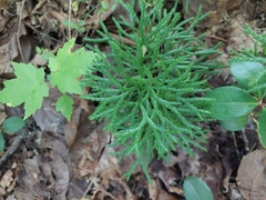 Diphasiastrum complanatum