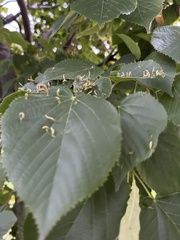 Eriophyes