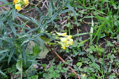 Linaria vulgaris