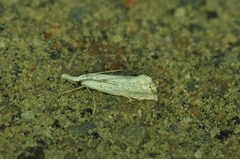 Crambus albellus