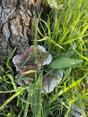 Gloeoporus dichrous