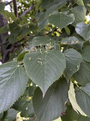 Eriophyes