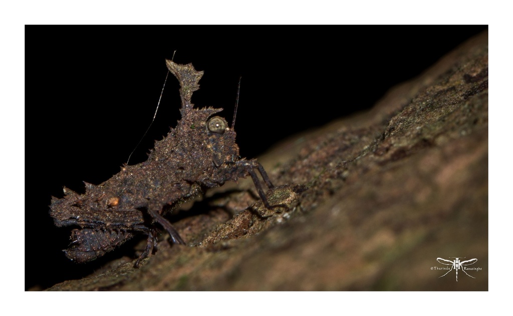 Cladonotinae