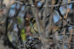 Locustella lanceolata