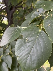 Eriophyes