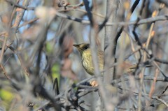 Locustella lanceolata