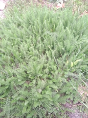 Achillea millefolium
