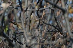 Locustella lanceolata