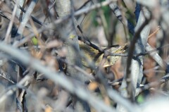 Locustella lanceolata