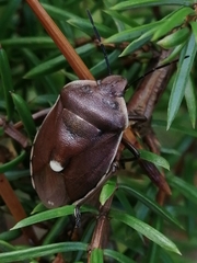 Chlorochroa pinicola