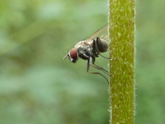 Muscidae
