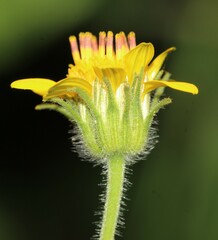 Simsia foetida