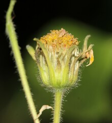 Simsia foetida