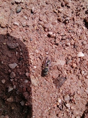 Myrapetra