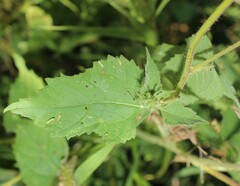 Simsia foetida