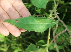 Simsia foetida
