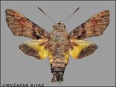 Macroglossum nycteris