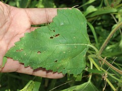 Simsia foetida