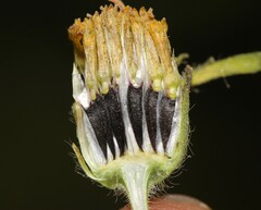 Simsia foetida