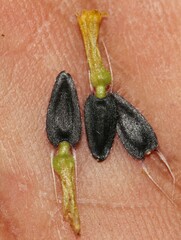 Simsia foetida