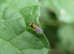 Phytomyzinae
