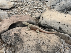 Microlophus delanonis