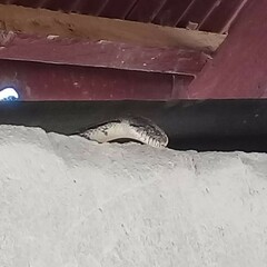 Pantherophis spiloides