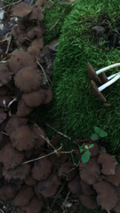 Britzelmayria multipedata