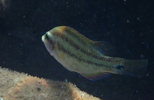 Peacock wrasse