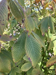 Aesculus flava