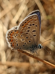 Polyommatus celina