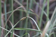 Hyperolius tuberilinguis