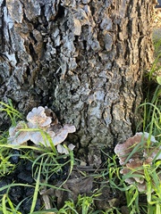 Gloeoporus dichrous